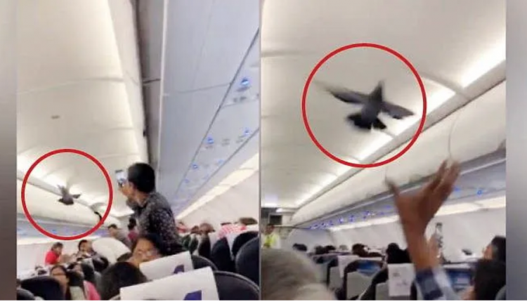 പ്രാവുകൾ പറന്നു കയറിയത് ഫ്ളൈറ്റിനുള്ളിൽ